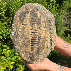 Echter Trilobit Fossil auf Matrix – Naturfund aus Marokko - handpräpariert - 29x21cm - Nr. 26