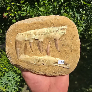 Mosasaurier Kiefer mit originalen Zähnen (Präpariert) – Fossil aus Marokko - 16x13cm - Nr. 26