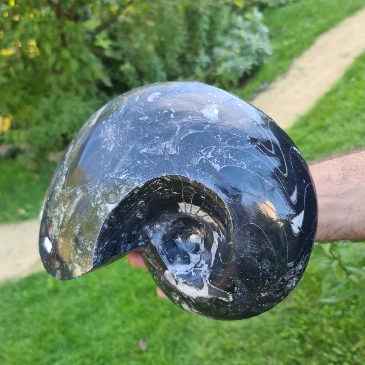 Ammonit - Echtes versteinertes Fossil - 100 Millionen Jahre alt - 25x20 cm - NR. 65