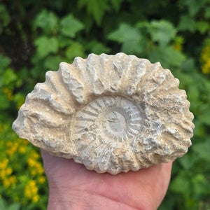 Ammonit - Echtes versteinertes Fossil - 100 Millionen Jahre alt - 11x8x5 cm - NR. 26
