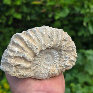Ammonit - Echtes versteinertes Fossil - 100 Millionen Jahre alt - 11x8x5 cm - NR. 26