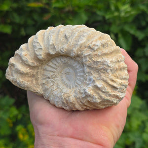 Ammonit - Echtes versteinertes Fossil - 100 Millionen Jahre alt - 11x8x5 cm - NR. 26