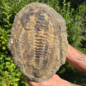 Echter Trilobit Fossil auf Matrix – Naturfund aus Marokko - handpräpariert - 29x21cm - Nr. 26