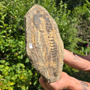 Echter Trilobit Fossil auf Matrix – Naturfund aus Marokko - handpräpariert - 29x21cm - Nr. 26