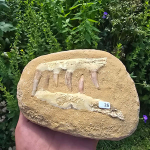 Mosasaurier Kiefer mit originalen Zähnen (Präpariert) – Fossil aus Marokko - 16x13cm - Nr. 26