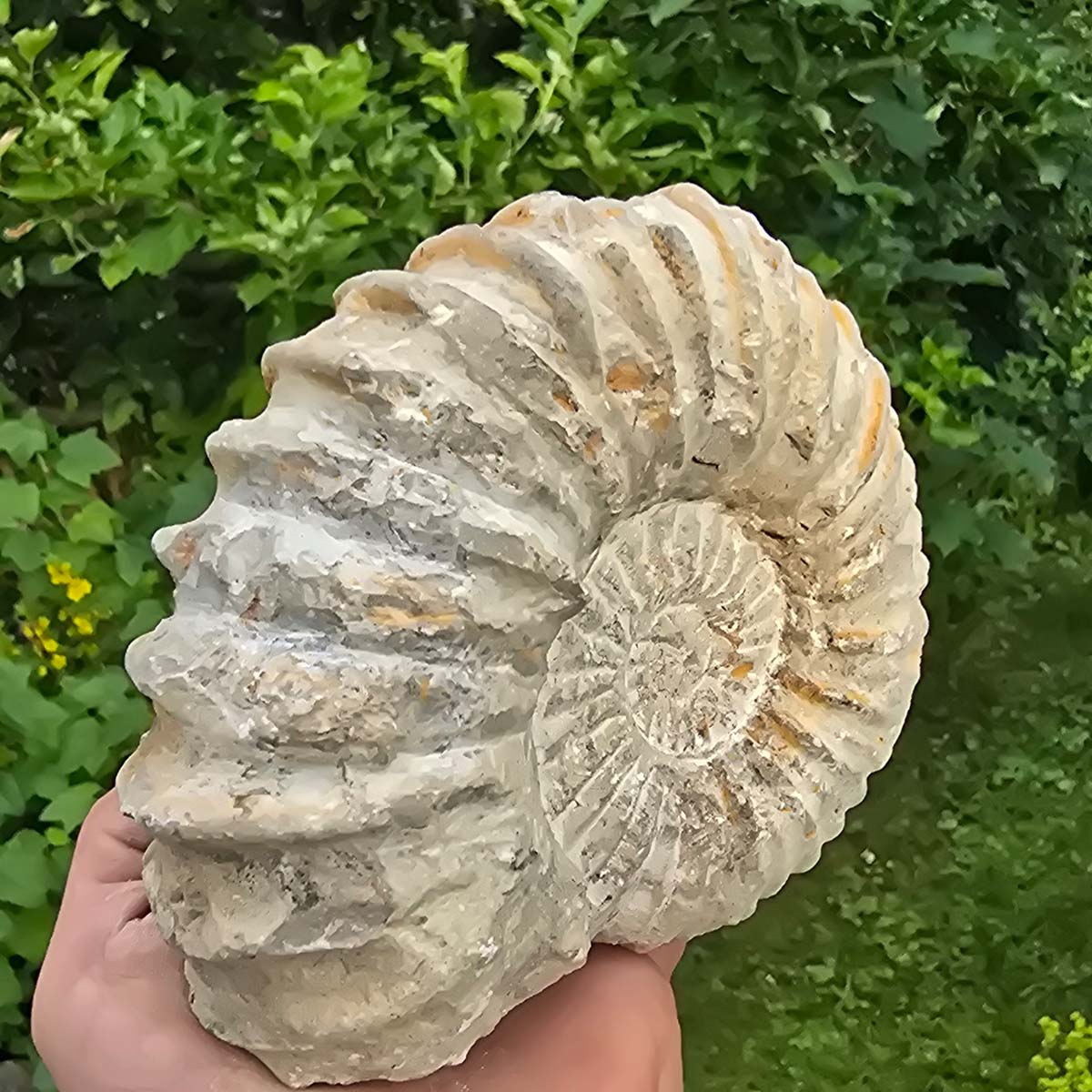 Ammonit - Echtes versteinertes Fossil - 100 Millionen Jahre alt - 15x12x6 cm - NR. 27