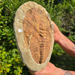 Echter Trilobit Fossil auf Matrix – Naturfund aus Marokko - handpräpariert - 27x19cm - Nr. 28