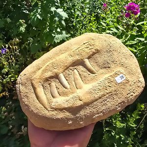 Mosasaurier Kiefer mit originalen Zähnen (Präpariert) – Fossil aus Marokko - 18x13cm - Nr. 28
