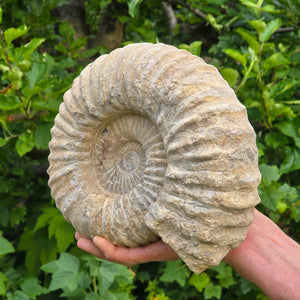 Ammonit - Echtes versteinertes Fossil - 100 Millionen Jahre alt - 24x20x10 cm - NR. 28