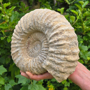 Ammonit - Echtes versteinertes Fossil - 100 Millionen Jahre alt - 24x20x10 cm - NR. 28