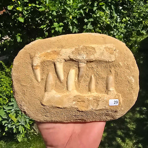 Mosasaurier Kiefer mit originalen Zähnen (Präpariert) – Fossil aus Marokko - 18x13cm - Nr. 29