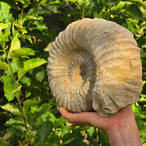 Ammonit - Echtes versteinertes Fossil - 100 Millionen Jahre alt - 24x20x10 cm - NR. 29
