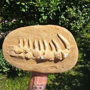 Mosasaurier Kiefer mit originalen Zähnen (Präpariert) – Fossil aus Marokko - 28x18cm - Nr. 2