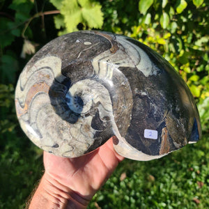 Ammonit - Echtes versteinertes Fossil - 100 Millionen Jahre alt - 23x18 cm - NR. 41