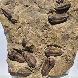 Echter Trilobit Fossil auf Matrix – Naturfund aus Marokko - handpräpariert - 47x26cm - Nr. 2