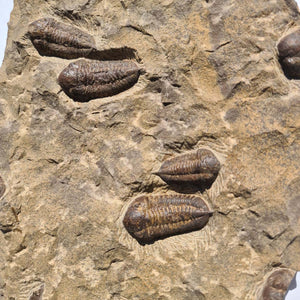 Echter Trilobit Fossil auf Matrix – Naturfund aus Marokko - handpräpariert - 47x26cm - Nr. 2