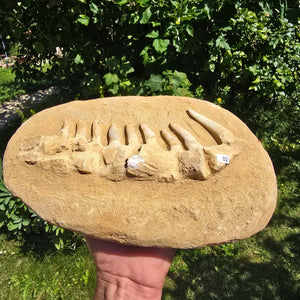 Mosasaurier Kiefer mit originalen Zähnen (Präpariert) – Fossil aus Marokko - 28x18cm - Nr. 2