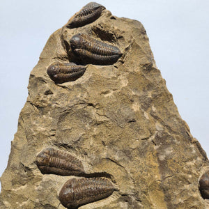 Echter Trilobit Fossil auf Matrix – Naturfund aus Marokko - handpräpariert - 47x26cm - Nr. 2