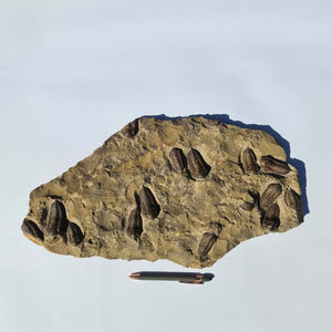 Echter Trilobit Fossil auf Matrix – Naturfund aus Marokko - handpräpariert - 47x26cm - Nr. 2