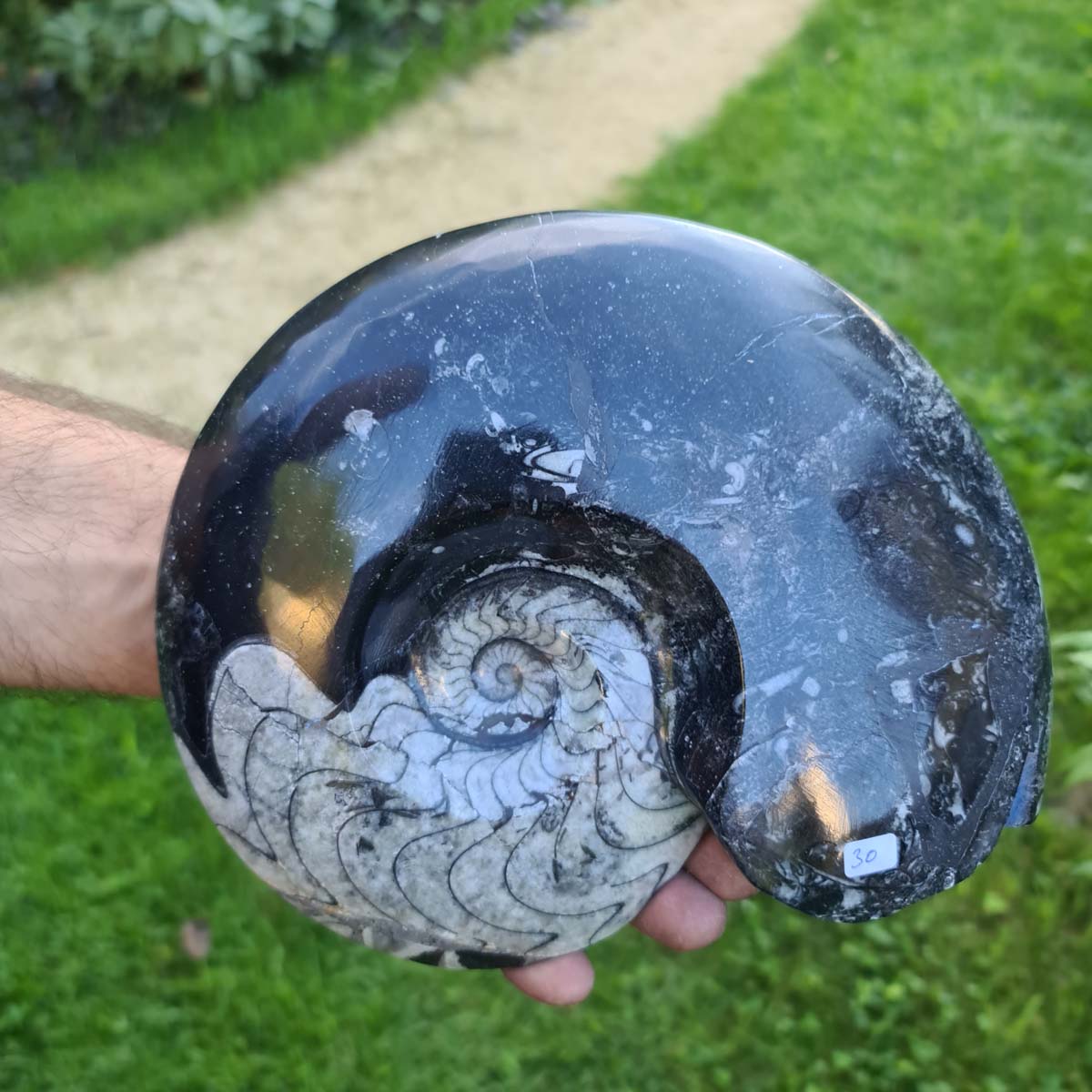 Ammonit - Echtes versteinertes Fossil - 100 Millionen Jahre alt - 22x18 cm - NR. 69