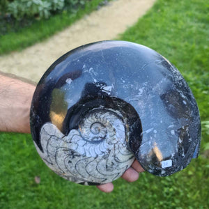 Ammonit - Echtes versteinertes Fossil - 100 Millionen Jahre alt - 22x18 cm - NR. 69