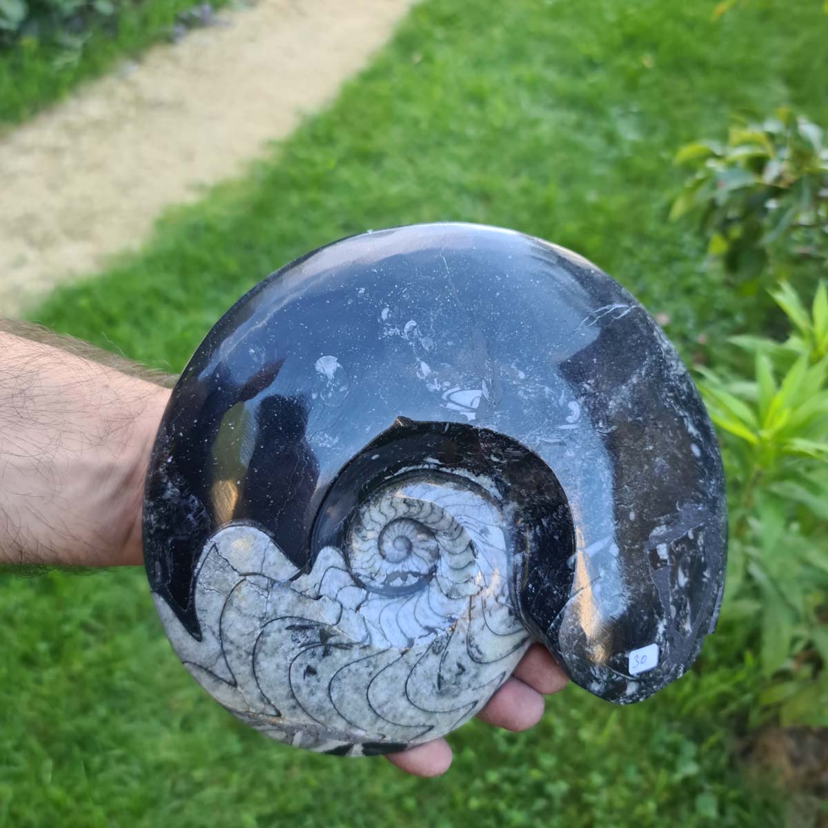 Ammonit - Echtes versteinertes Fossil - 100 Millionen Jahre alt - 22x18 cm - NR. 69