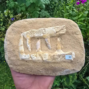 Mosasaurier Kiefer mit originalen Zähnen (Präpariert) – Fossil aus Marokko - 18x13cm - Nr. 31
