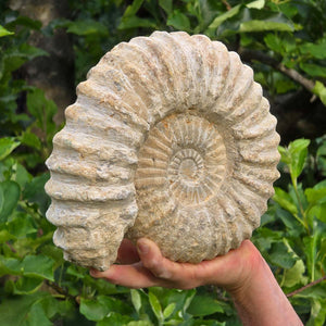 Ammonit - Echtes versteinertes Fossil - 100 Millionen Jahre alt - 23x21x7 cm - NR. 31