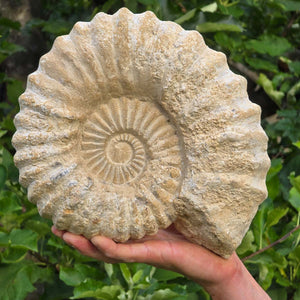 Ammonit - Echtes versteinertes Fossil - 100 Millionen Jahre alt - 27x23x8 cm - NR. 32