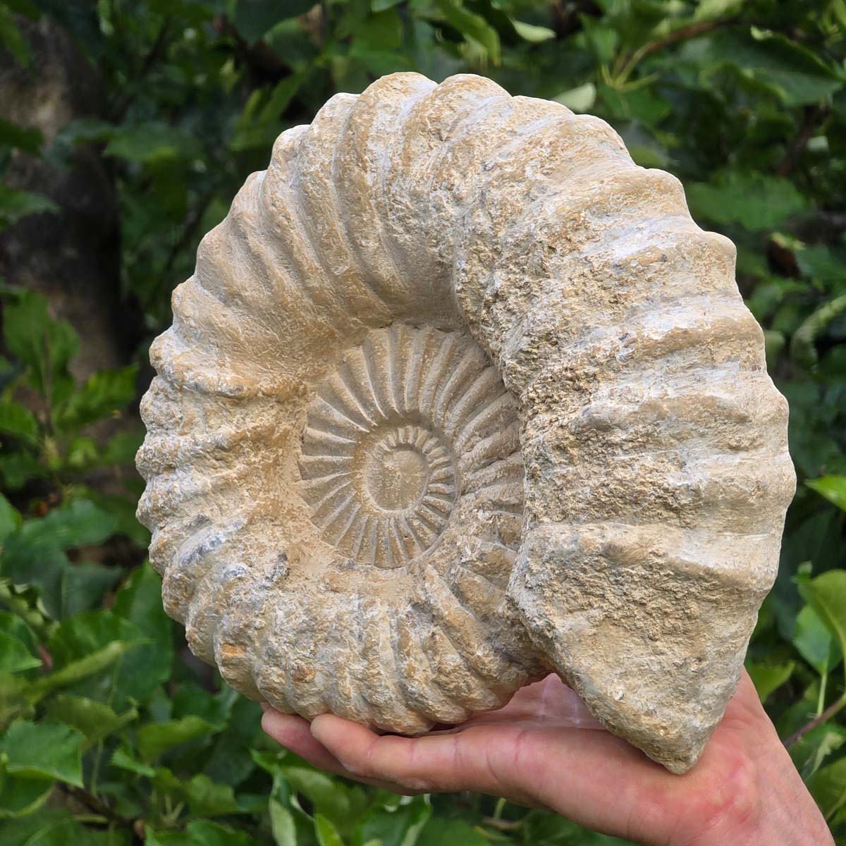 Ammonit - Echtes versteinertes Fossil - 100 Millionen Jahre alt - 27x23x8 cm - NR. 32