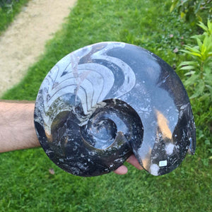 Geschliffene Schnecke mit Ammoniten und Orthoceras – 27x22 cm - Fossilienkunst aus Marokko - Nr. 113