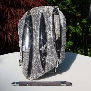 Orthoceras Fossil – 20x12cm geschliffene Platte aus Marokko - Nr. 32