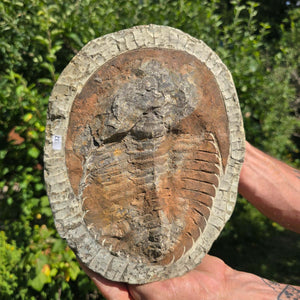 Echter Trilobit Fossil auf Matrix – Naturfund aus Marokko - handpräpariert - 24x19cm - Nr. 32