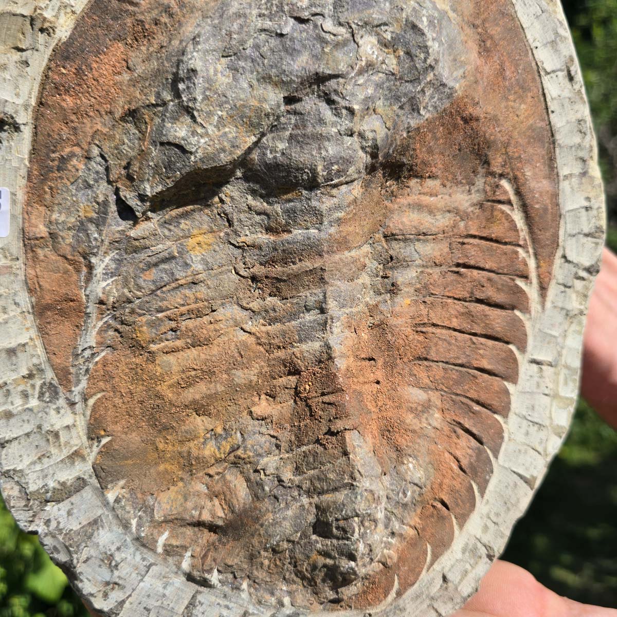 Echter Trilobit Fossil auf Matrix – Naturfund aus Marokko - handpräpariert - 24x19cm - Nr. 32