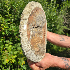 Echter Trilobit Fossil auf Matrix – Naturfund aus Marokko - handpräpariert - 24x19cm - Nr. 32