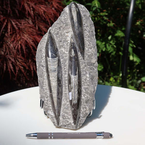 Orthoceras Fossil – 25x12cm geschliffene Platte aus Marokko - Nr. 33