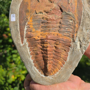 Echter Trilobit Fossil auf Matrix – Naturfund aus Marokko - handpräpariert - 23x17cm - Nr. 33