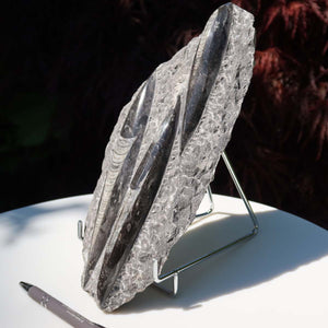Orthoceras Fossil – 25x12cm geschliffene Platte aus Marokko - Nr. 33
