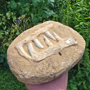 Mosasaurier Kiefer mit originalen Zähnen (Präpariert) – Fossil aus Marokko - 17x13cm - Nr. 33