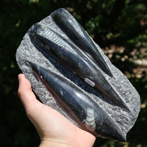 Orthoceras Fossil – 19x10cm geschliffene Platte aus Marokko - Nr. 34