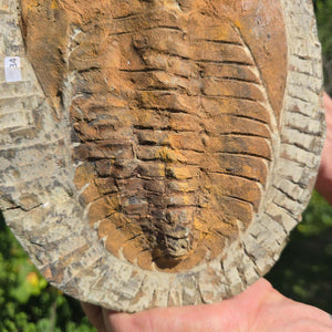 Echter Trilobit Fossil auf Matrix – Naturfund aus Marokko - handpräpariert - 25x19cm - Nr. 34