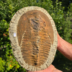 Echter Trilobit Fossil auf Matrix – Naturfund aus Marokko - handpräpariert - 24x19cm - Nr. 35