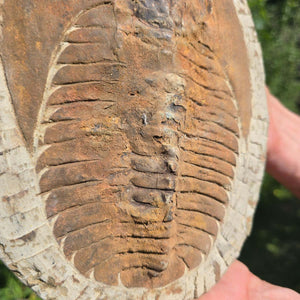 Echter Trilobit Fossil auf Matrix – Naturfund aus Marokko - handpräpariert - 24x19cm - Nr. 35