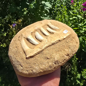 Mosasaurier Kiefer mit originalen Zähnen (Präpariert) – Fossil aus Marokko - 18x15cm - Nr. 35