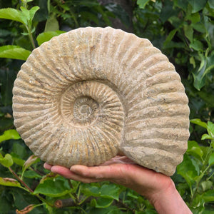 Ammonit - Echtes versteinertes Fossil - 100 Millionen Jahre alt - 26x21x8 cm - NR. 35