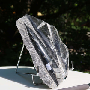 Orthoceras Fossil – 18x12cm geschliffene Platte aus Marokko - Nr. 36