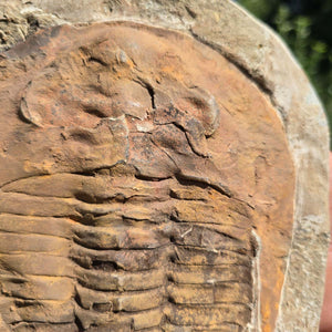 Echter Trilobit Fossil auf Matrix – Naturfund aus Marokko - handpräpariert - 20x17cm - Nr. 36