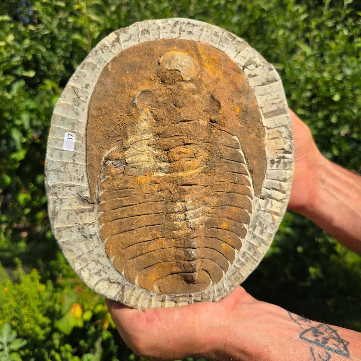 Echter Trilobit Fossil auf Matrix – Naturfund aus Marokko - handpräpariert - 23x20cm - Nr. 37