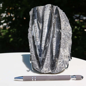 Orthoceras Fossil – 19x13cm geschliffene Platte aus Marokko - Nr. 37