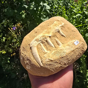 Mosasaurier Kiefer mit originalen Zähnen (Präpariert) – Fossil aus Marokko - 17x13cm - Nr. 37